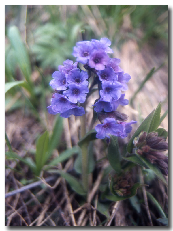 Orchis,Soldanella,Gagea e Pulmonaria